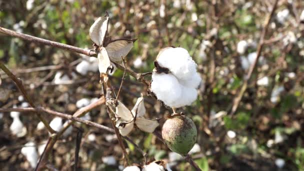 Campo de algodón. Cultivo de algodón. Disparos desde una distancia horizontal — Vídeos de Stock