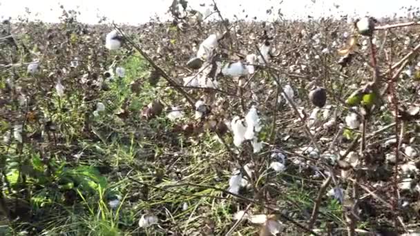 Baumwollfeld. Baumwollernte. Schießen aus der Horizontalen — Stockvideo