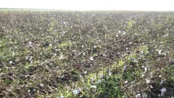 Bomullsfält. Bomull gröda. Fotografering från ett horisontellt avstånd — Stockvideo