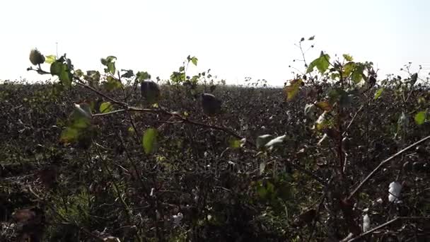 Medan kapas. Tanaman kapas. Menembak dari jarak horisontal — Stok Video