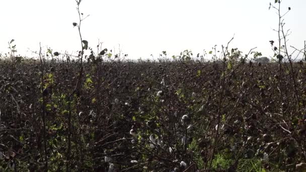 Campo de algodão. Culturas de algodão. Tiro de uma distância horizontal — Vídeo de Stock