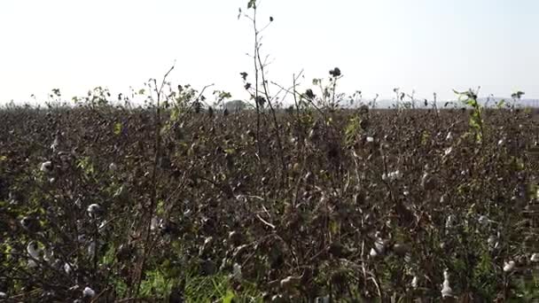 Cotton field. Cotton crop. Shooting from a horizontal distance — Stock Video