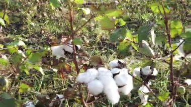 Pamuk alan. Pamuk ürün. Yatay bir mesafeden çekim