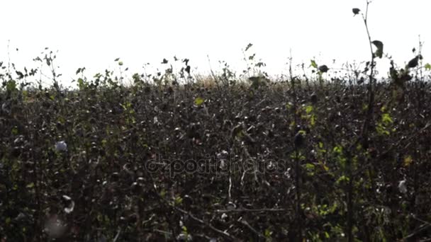 コットン フィールドです。綿作物。水平方向の距離から撮影 — ストック動画