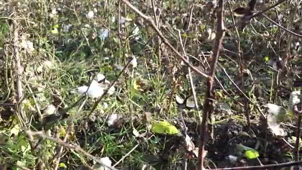 Campo de algodão. Culturas de algodão. Tiro de uma distância horizontal — Vídeo de Stock