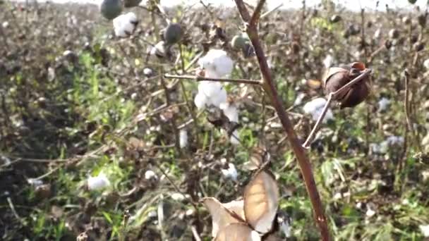 Campo di cotone. Colture di cotone. Riprese da una distanza orizzontale — Video Stock