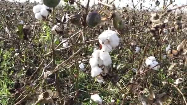 Campo de algodón. Cultivo de algodón. Disparos desde una distancia horizontal — Vídeos de Stock