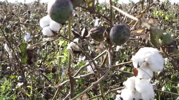 Campo di cotone. Colture di cotone. Riprese da una distanza orizzontale — Video Stock