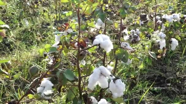 Campo de algodón. Cultivo de algodón. Disparos desde una distancia horizontal — Vídeos de Stock