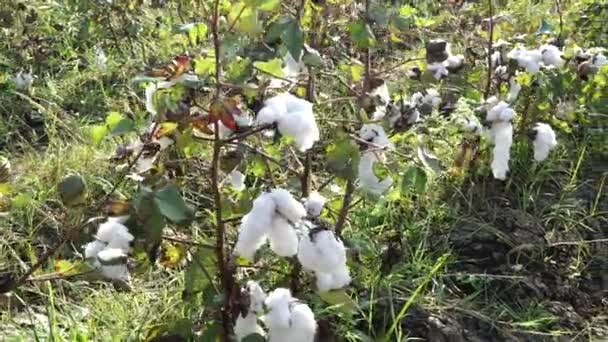 Cotton field. Cotton crop. Shooting from a horizontal distance — Stock Video