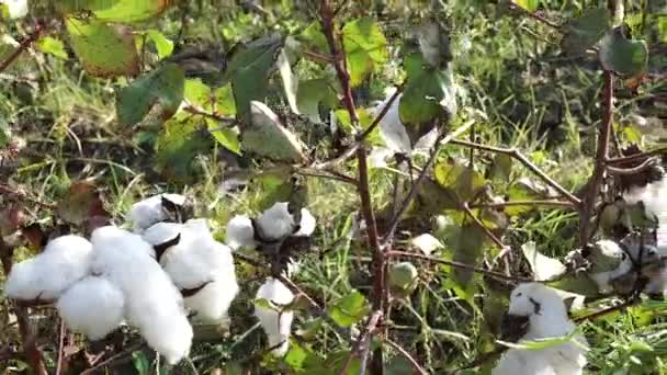 Campo de algodão. Culturas de algodão. Tiro de uma distância horizontal — Vídeo de Stock