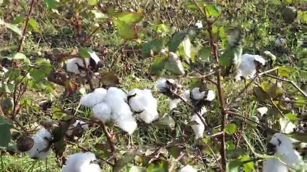 Campo de algodão. Culturas de algodão. Tiro de uma distância horizontal — Vídeo de Stock