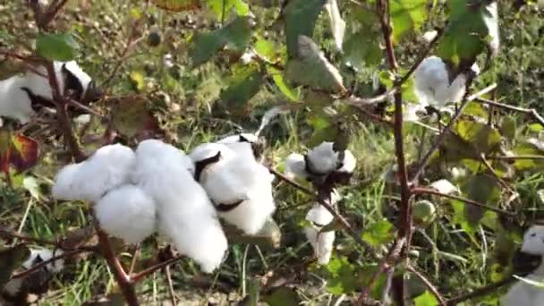 Campo di cotone. Colture di cotone. Riprese da una distanza orizzontale — Video Stock