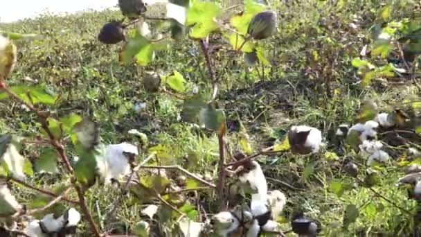 Campo de algodón. Cultivo de algodón. Disparos desde una distancia horizontal — Vídeo de stock