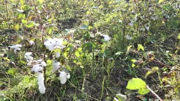 Cotton field. Cotton crop. Shooting from a horizontal distance — Stock Video
