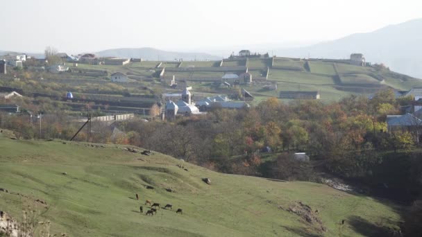 Shepherd. Une vue depuis une hauteur est un troupeau de bergers. Le berger fait paître le bétail . — Video