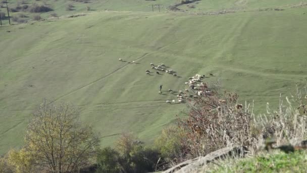 牧羊人.从高处看, 是牧人的羊群。牧羊人吃牲畜. — 图库视频影像
