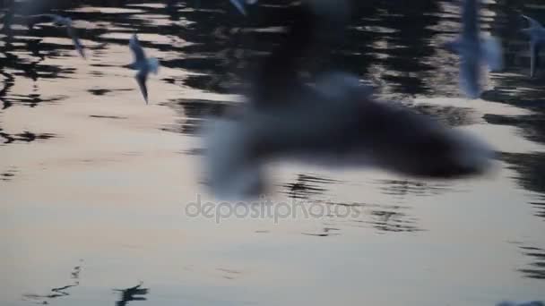 Gulls fly over the river water - fighting for food — Stock Video