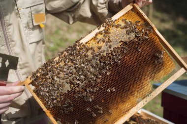 genç bir arıcı bir arı koloni gelişimini kontrol eder.
