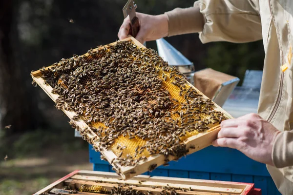 Egy fiatal méhész szabályozza a fejlesztési egy méhcsalád — Stock Fotó