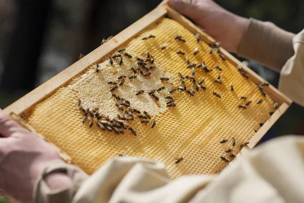 Ein junger Imker kontrolliert die Entwicklung eines Bienenvolks Stockbild