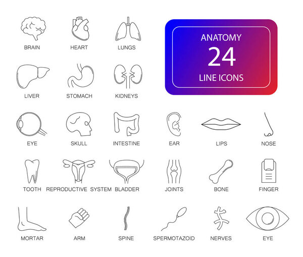 Line icons set. Anatomy pack. Vector illustration