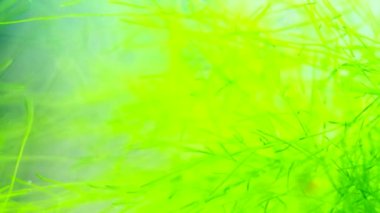 Filamentous yosunları ve planktonlar, zaman ayarlı