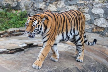 Amur (Ussuri) kaplan