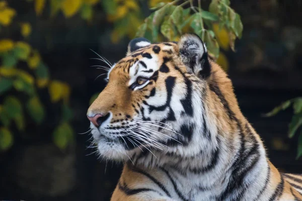 Portret tygrysa amur. — Zdjęcie stockowe