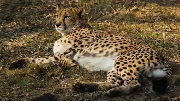 Cheetah acostado en la hierba y mira hacia adelante — Foto de Stock