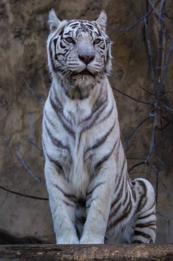 Bengal kaplanı oturan ve ileriye dönük.