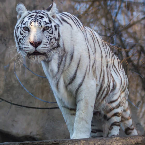 Portrait of Bengal tiger. — Stock Photo, Image