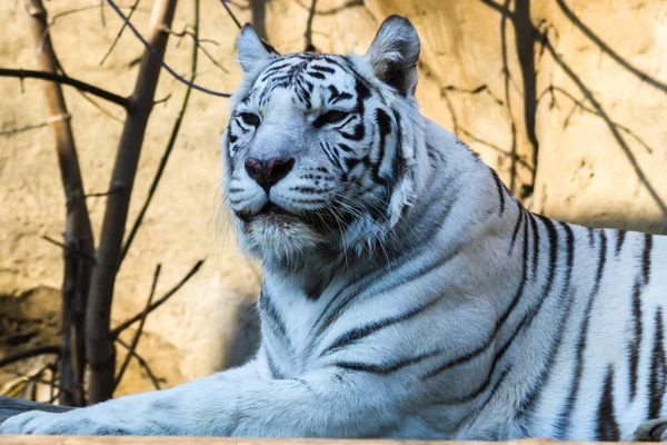 Bengal tiger is lying and looking forward. Stock Image