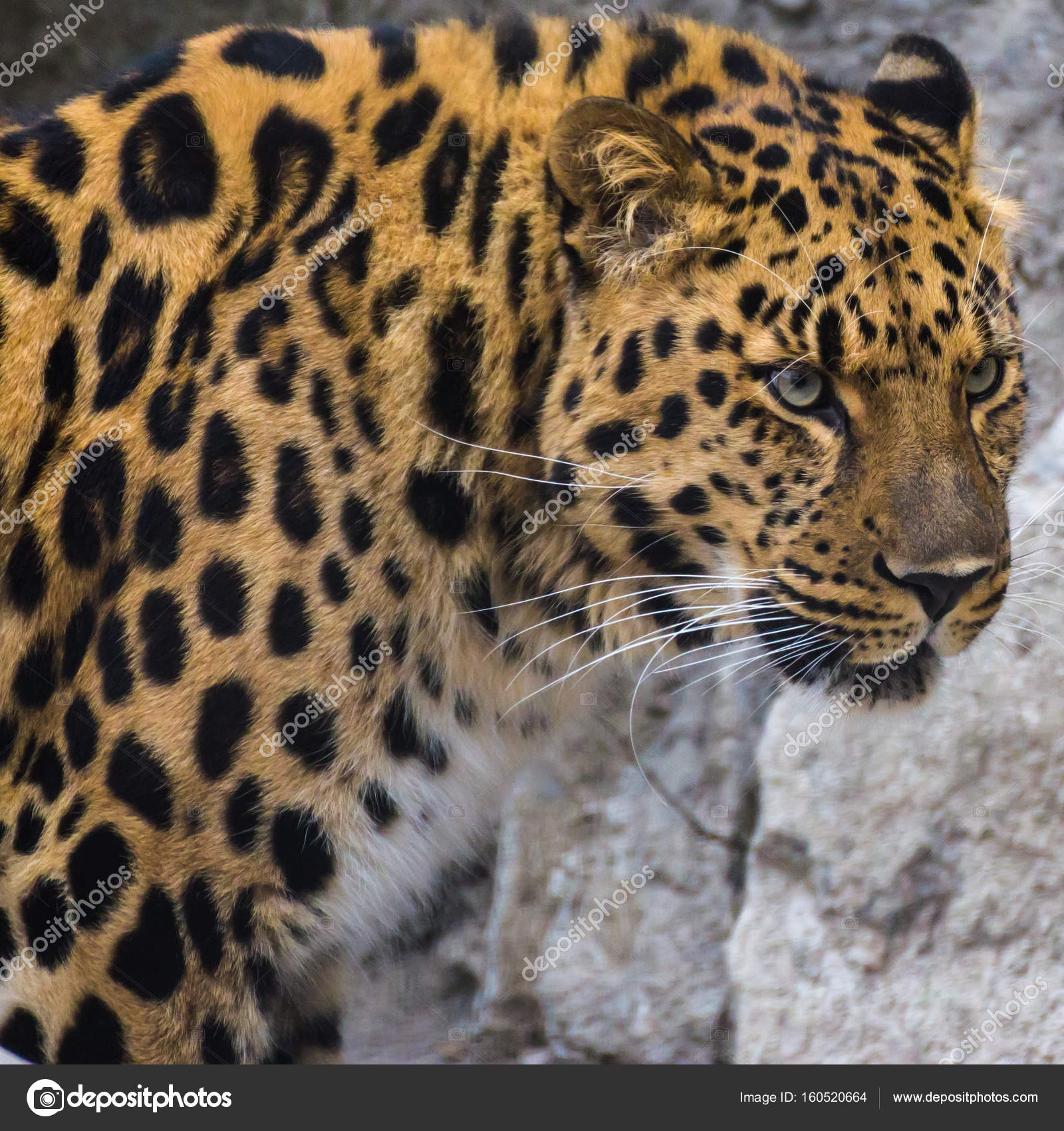 アムールヒョウ Amur Leopard Japaneseclass Jp アムールヒョウ Amur Leopard Japaneseclass Jp