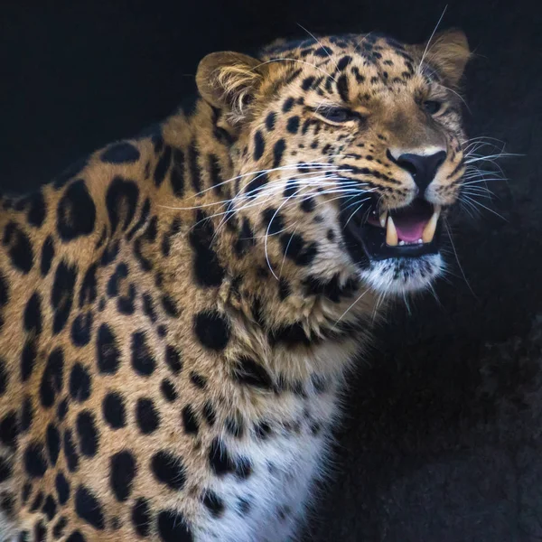 El leopardo Amur — Foto de Stock
