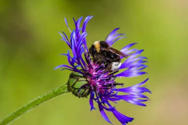 Çiçekteki yaban arısı