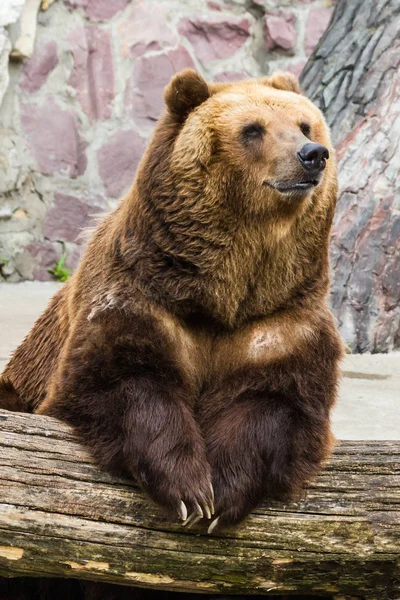 Портрет бурого медведя — стоковое фото