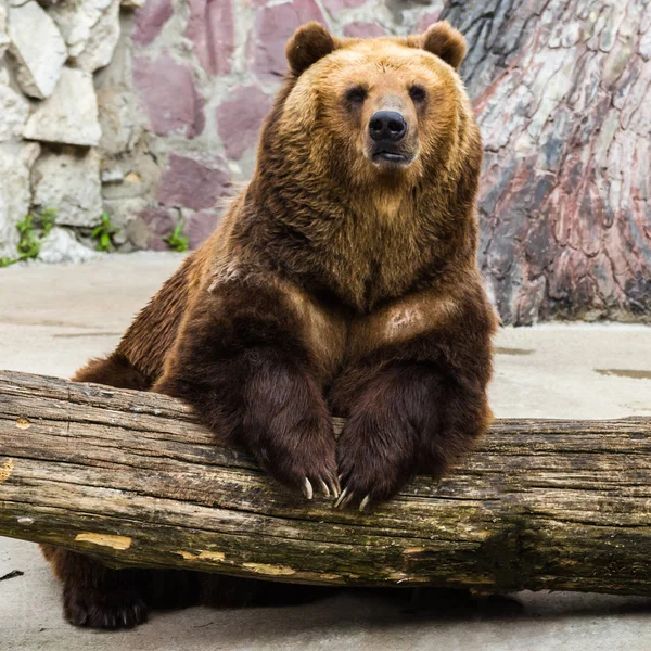 Portrét medvěda hnědého — Stock fotografie