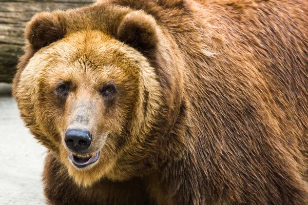褐色のクマの肖像画 — ストック写真