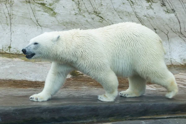 북극곰은 걷으십시오 — 스톡 사진