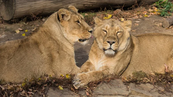 Dos Leonas Disfrutan Del Sol — Foto de Stock