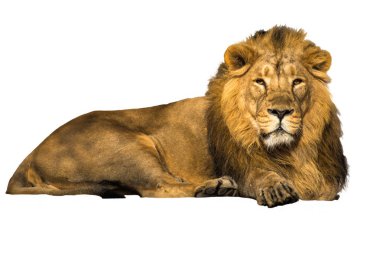 Beyaz arkaplanda Asyalı bir aslanın portresi