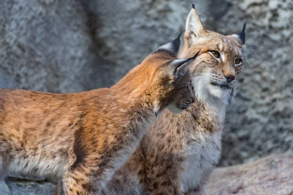 Lynx Avec Ourson Sur Rocher — Photo