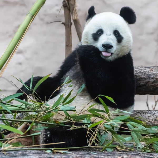 The giant Panda eats bamboo at the zoo