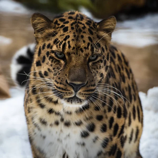 Retrato Leopardo Del Lejano Oriente — Foto de Stock