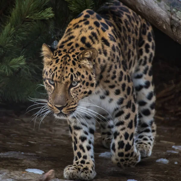 Retrato Leopardo Del Lejano Oriente — Foto de Stock