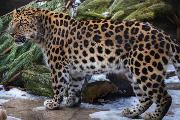 Retrato Leopardo Del Lejano Oriente — Foto de Stock