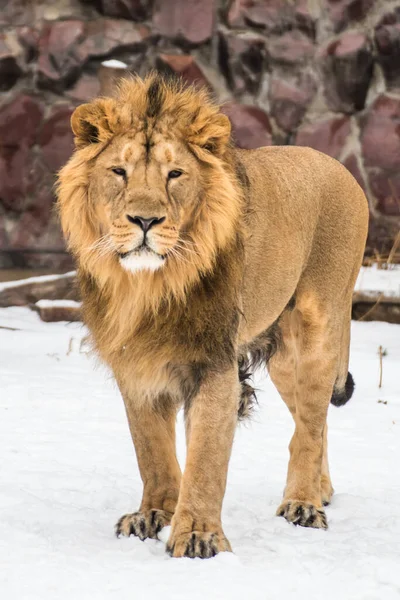 Porträtt Ett Asiatiskt Lejon — Stockfoto