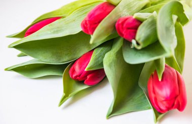 Beyaz arka planda izole edilmiş lale buketi