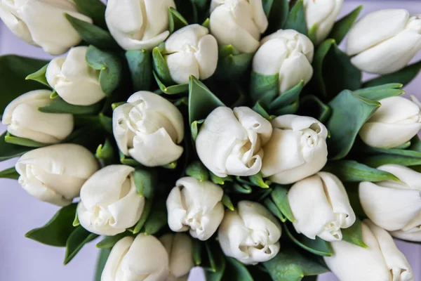 Аромат Белых Тюльпанов Изолированном Фоне — стоковое фото